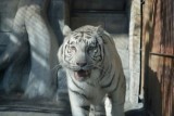 White_Bengal_Tiger.gif